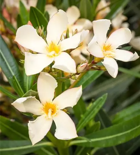 Nerium oleander, gelb