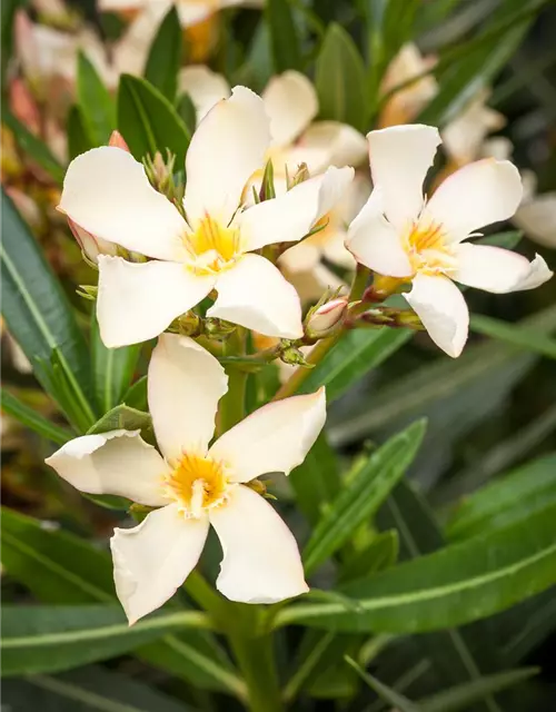 Nerium oleander, gelb