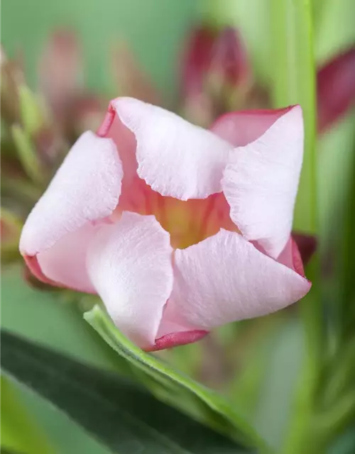 Nerium oleander, rosa