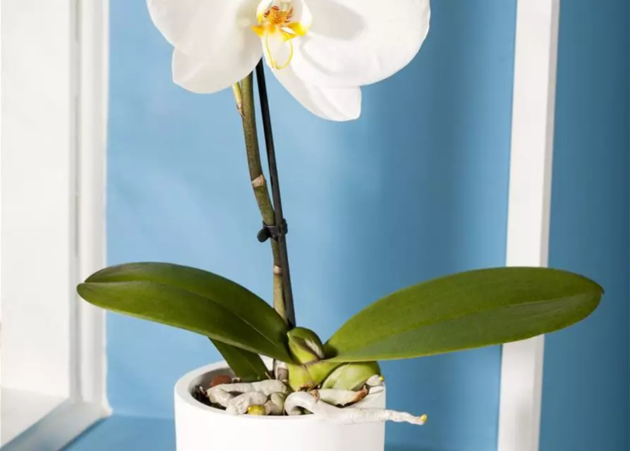 Phalaenopsis 'Singolo'®