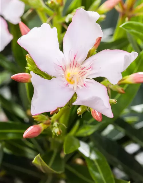 Nerium oleander, weiß