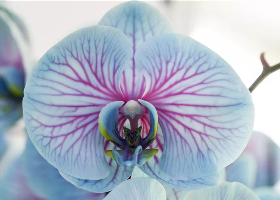 Phalaenopsis, blau