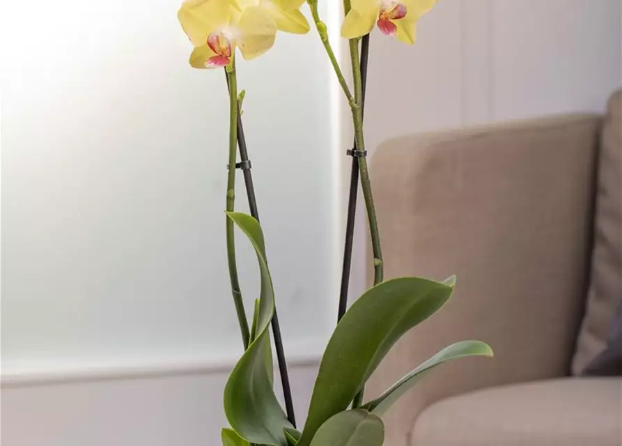Phalaenopsis, gelb