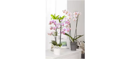 Phalaenopsis, rosa