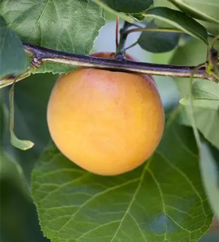 Prunus armeniaca 'Aprigold'®