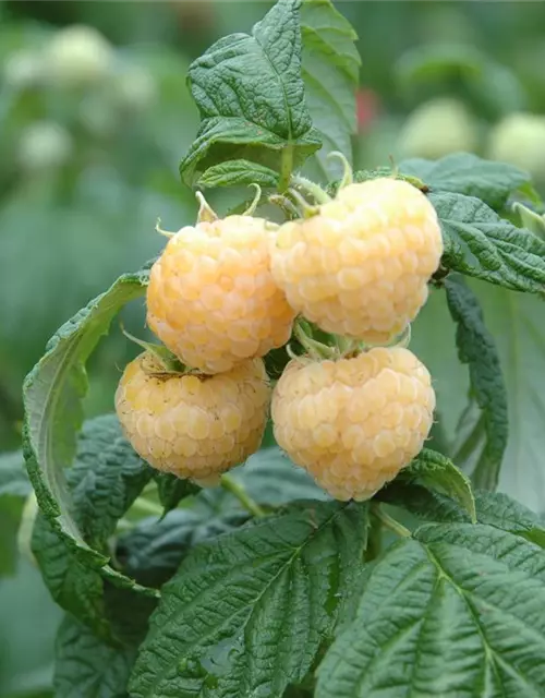 Rubus idaeus, gelb