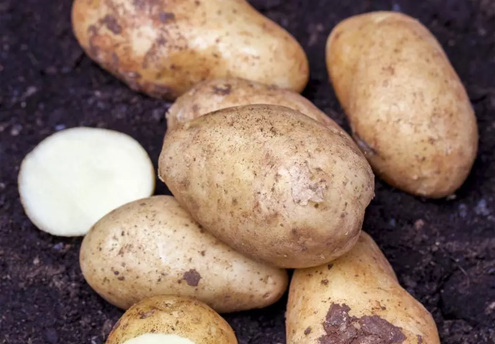 Kartoffeln vortreiben
