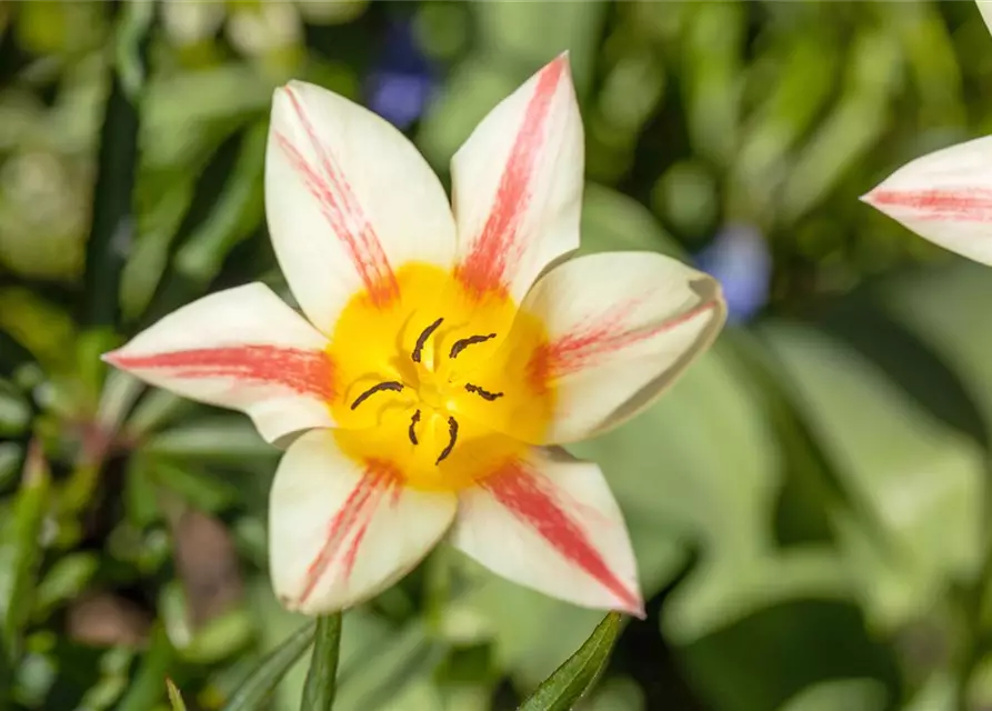 Tulipa botanical
