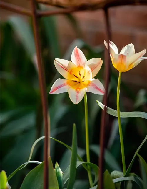 Tulipa botanical