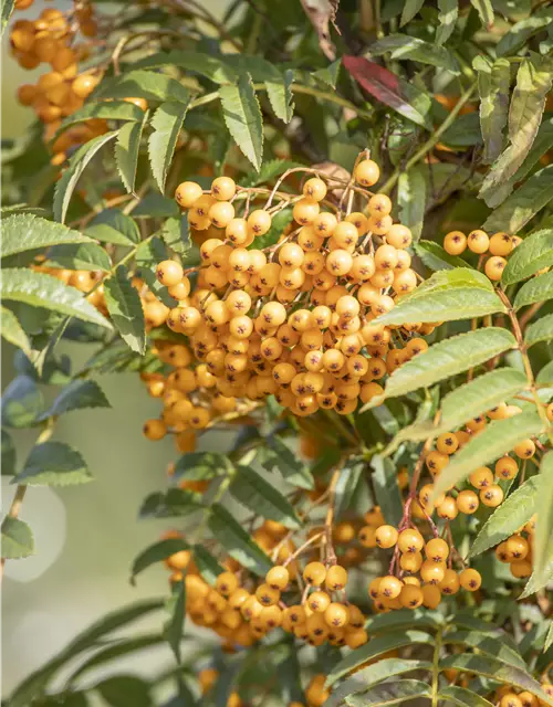 Verwunderlich Sorbus Aucuparia Autumn Spire Bilder