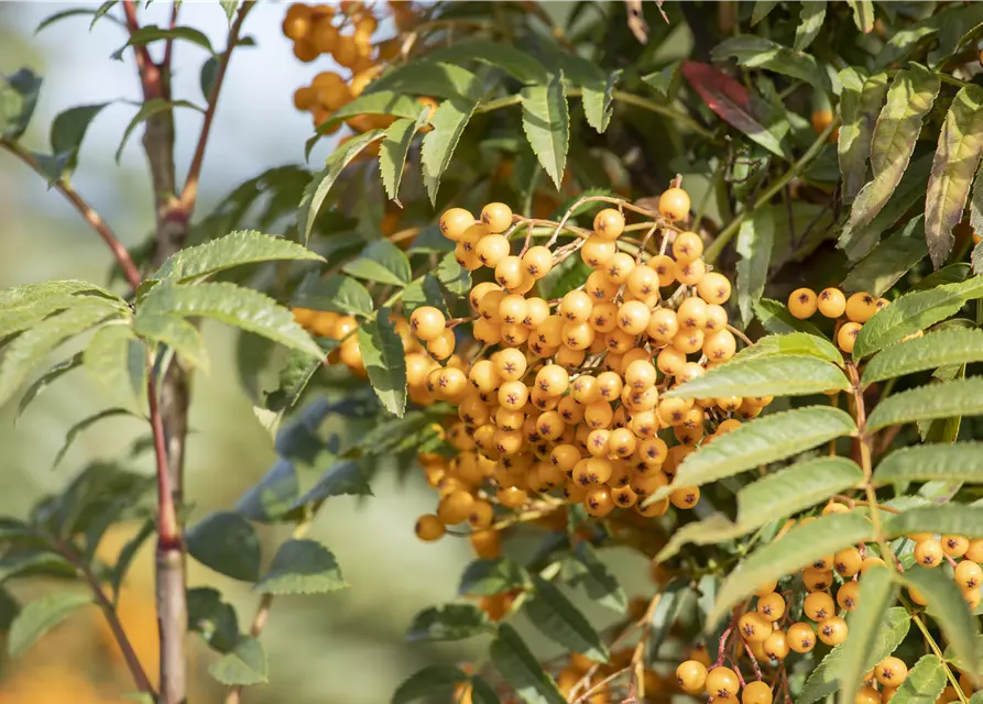 Sorbus aucuparia 'Autumn Spire'®