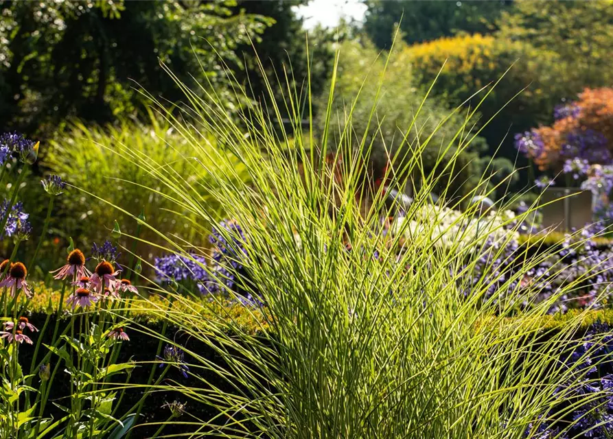 Calamagrostis x acutiflora, GartenReitgras