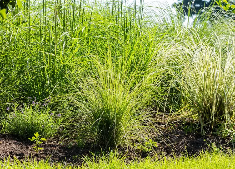 Calamagrostis x acutiflora