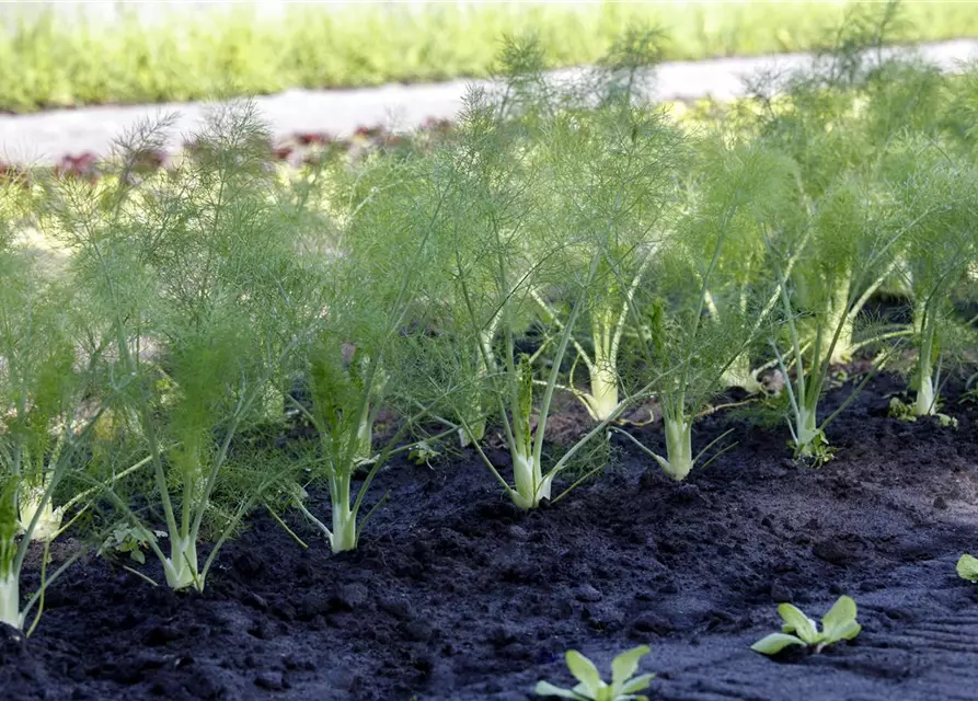 Foeniculum vulgare var. azoricum, Gemüse-Fenchel