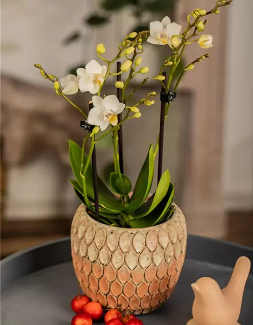 Phalaenopsis Mini