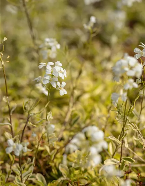 Arabis ferdinandicoburgii 'Old Gold'