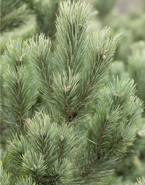 Pinus cembra 'Glauca'