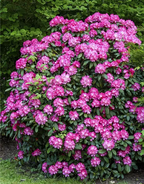 Rhododendron 'Anuschka'