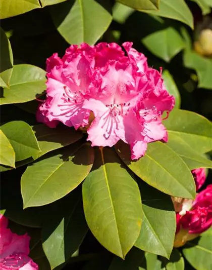 Rhododendron 'Diderk'(s)