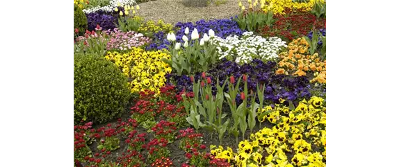 Blumenzwiebeln - Auswahl, Pflanzung und Pflege