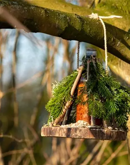 Ein Vogelhaus aus dem Tannenbaum bauen