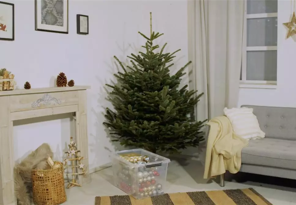 Den Weihnachtsbaum ins Haus holen