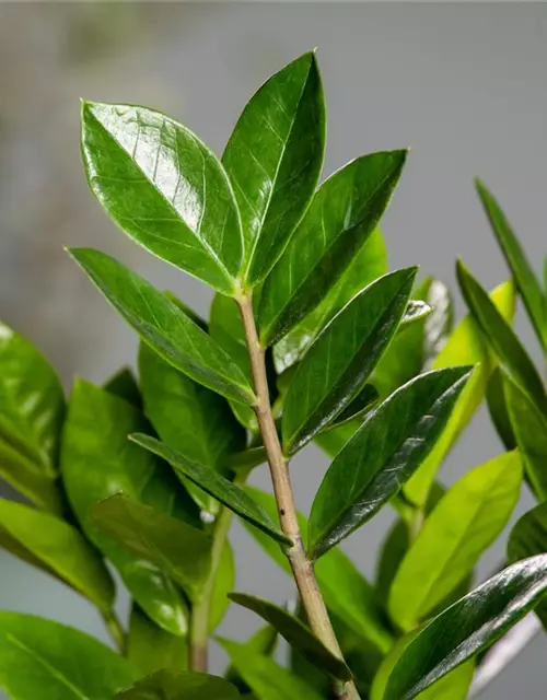 Glücksfeder, 10+ Triebe, 27 cm Topf , Zamioculcas zamiifolia