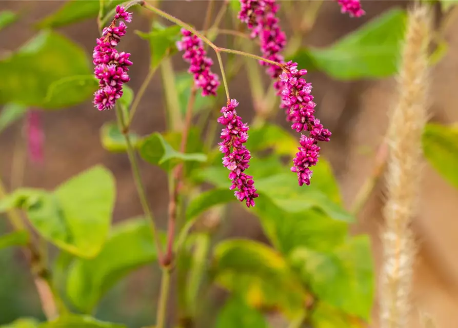 Persicaria maculosa, Floh-Knöterich