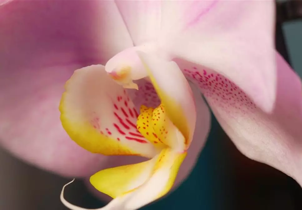 Zimmerpflanzenportrait - Orchidee