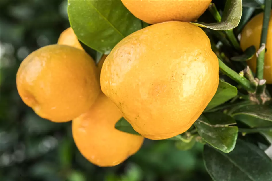 10 stücke Balkon Terrasse Topf Obst Samen Kumquat Orange Tangerine Citrus F0J2
