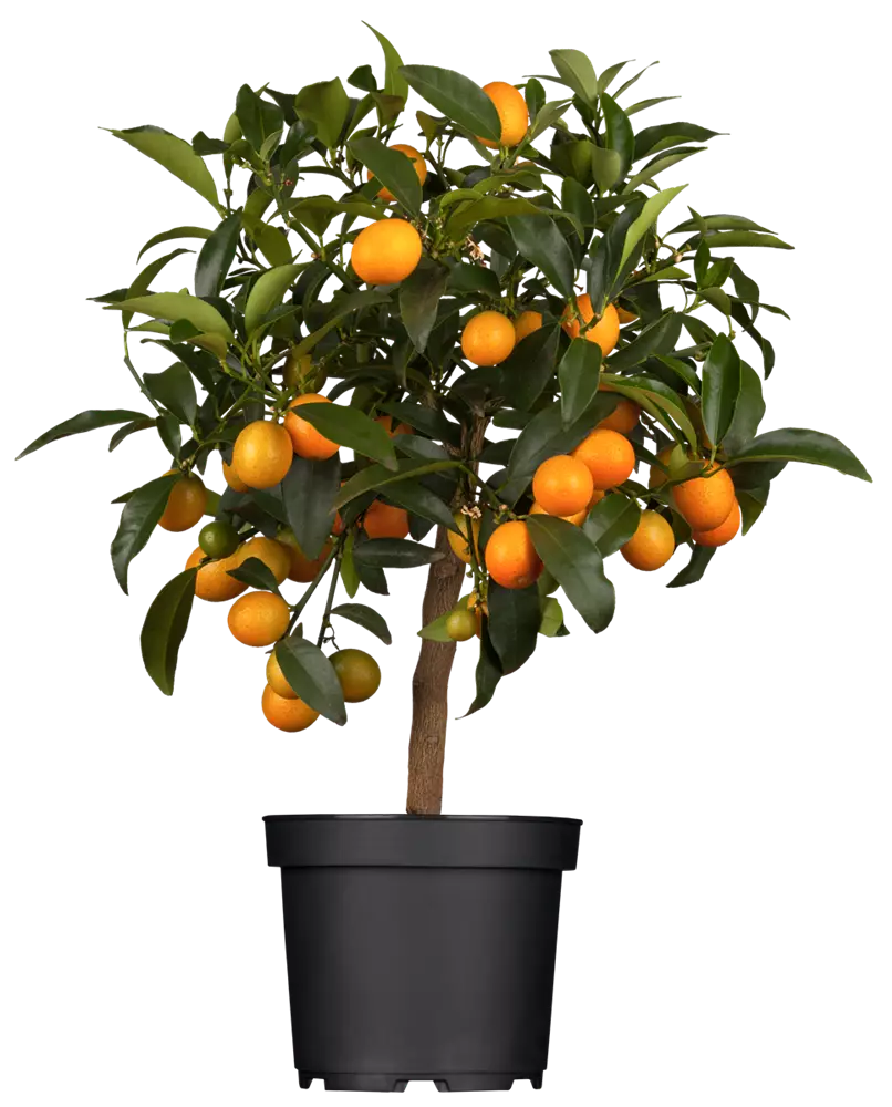 Clementinenbaum, Topf-Ø 20 cm, Kucle fortunella margarita x citrus