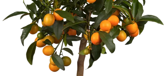 10 stücke Balkon Terrasse Topf Obst Samen Kumquat Orange Tangerine Citrus F0J2