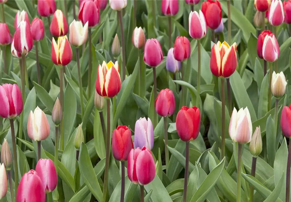 Grüße vom Frühling im Blumengarten – da geht das Herz auf!
