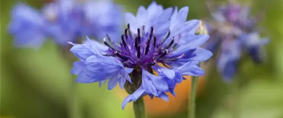 Schnittblumen aus dem eigenen Garten – den Garten ins Haus holen