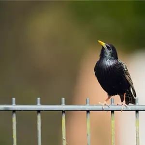 Frühlingsgefühle: Vögel in der Brutzeit