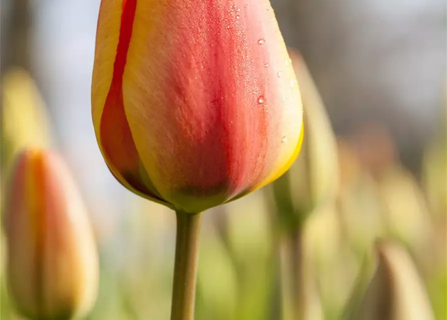 Tulipa Triumph