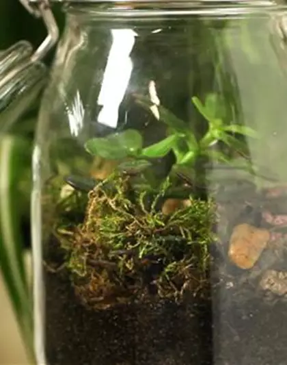 Ein Biotop im Glas einrichten