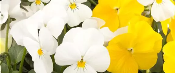 Fleur primeur - zarte Frühlingsgrüße aus dem Blumengarten