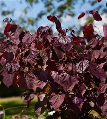 R Cercis canadensis 'Forest Pansy'