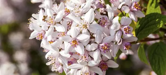 Deutzia rosea 'Yuki Cherry Blossom'®(S)