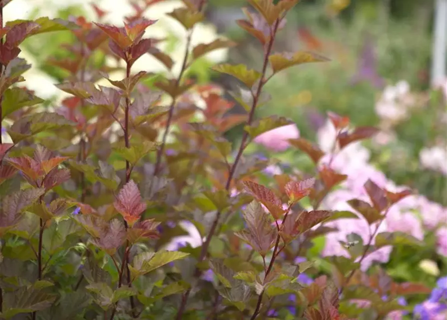 Fasanenspiere 'Lady in Red'®, Physocarpus opulifolius 'Lady in Red'®