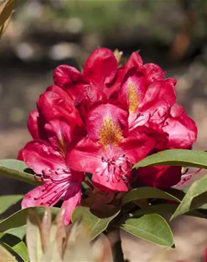 R Rhododendron hybrida 'Junifeuer' 