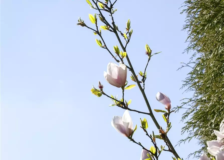 R Magnolia 'Genie' PBR
