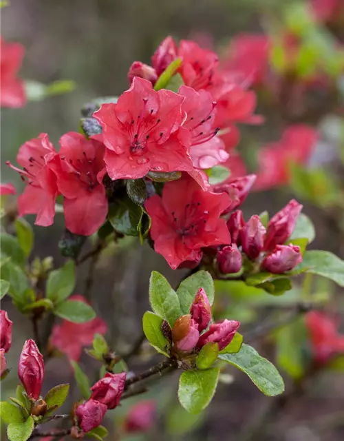 Rhododendron obtusum 'Majas Rubin'®