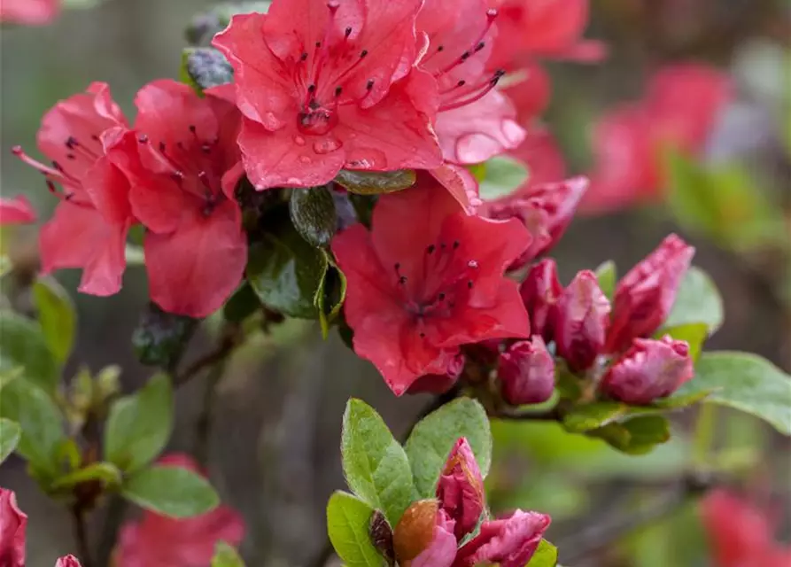 Rhododendron obtusum 'Majas Rubin'®