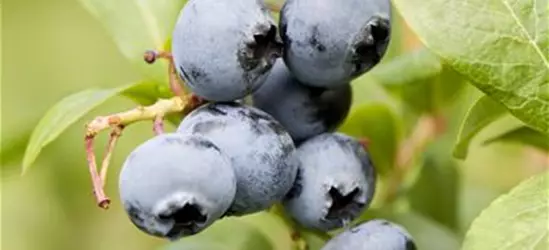 Heidelbeere Polar Fruits® 'Blueberry'