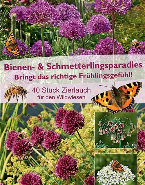 Mysteriöse Magische Glühbirne Pflanzen - Winterharte Blumenzwiebeln Mix 4 Stück