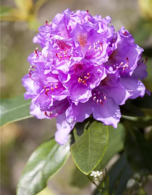 Catawba-Rhododendron 'Grandiflorum'