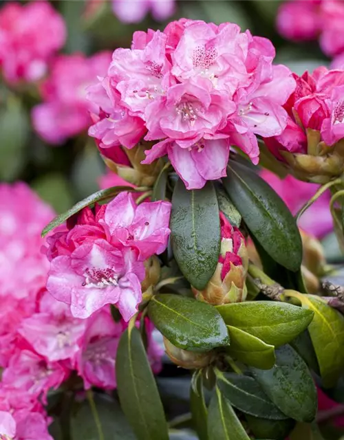 R Rhododendron hybrida 'Germania'(S) 