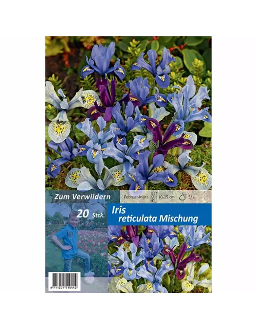 Iris reticulaa Mischung, Blumenzwiebel